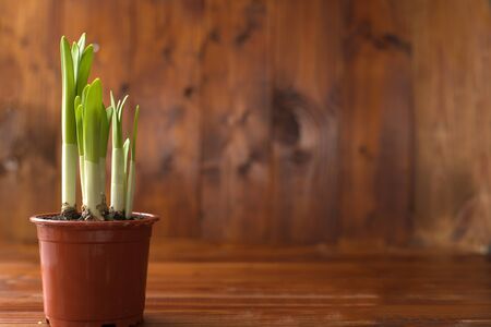 Young shoots sprouts of daffodils in a pot, on a background of wood Spring caming Green young plants.の写真素材