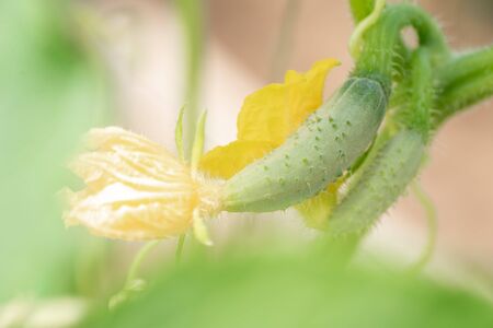 Fruits of young green cucumbers, ovaries of fruits with a flower in the garden. Gherkins with a leaf in the greenhouseの写真素材