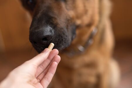 German shepherd eating a pill , muzzle close -up. Prevention and treatment of animals.の写真素材