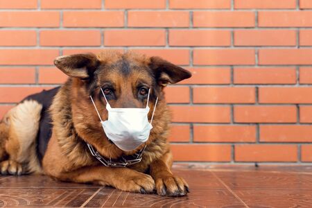 German shepherd dog in a medical mask isolation from CoVi. Concept of infection from animals. An animal in quarantineの写真素材