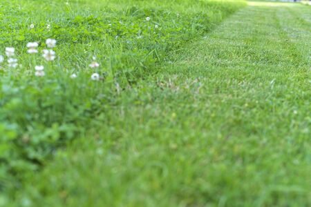 carpet of lush green lawn half beveled, lawn mowing before and afterの写真素材