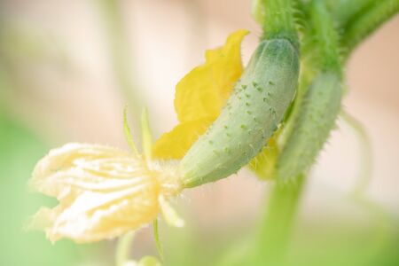 Young green cucumbers, fruit ovaries with a flower in the garden. Gherkins with a leaf in the greenhouseの写真素材
