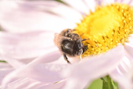 A bee on a pink and white chrysanthemum flower is looking for pollen, close-up on a green background, summerの写真素材