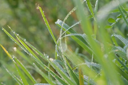 drop on grass macro closeの写真素材