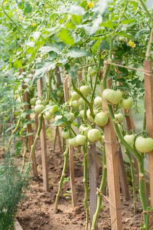 fruits of green tomatoes in a greenhouseの写真素材
