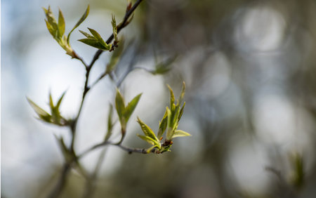 Branch of the first red leaves of the tree. Loose kidneys, macro springの写真素材