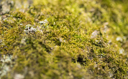 macro picture of tropical moss green backgroundの写真素材