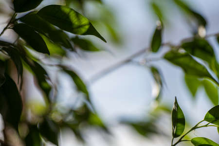 Green ficus leaves against the sky, macro, bokehの写真素材
