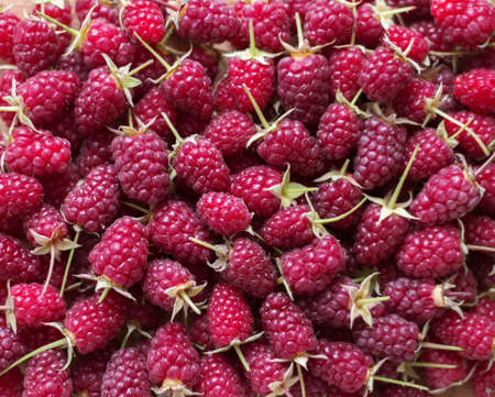 Lots of fresh raspberries with tails solid backgroundの写真素材