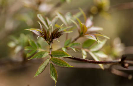 Branch of the first red leaves of the tree. Loose kidneys, macroの写真素材