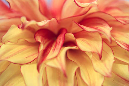 Macro blurry background of soft yellow red petalssの写真素材