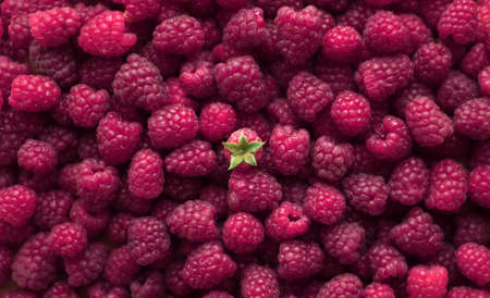 Ripe raspberries close-up macro photography, selective focus, fruit backgroundの写真素材