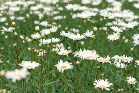 A beautiful daisies field in spring lightの写真素材