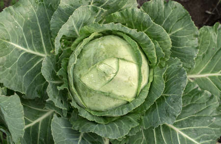 Head of fresh cabbage with a lot of leaves.の写真素材