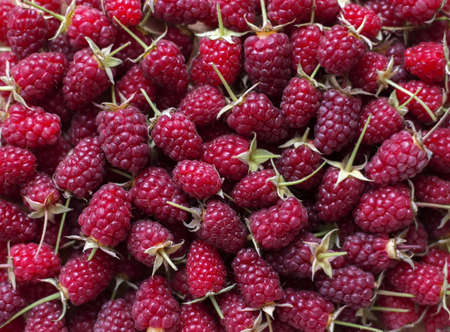 Lots of fresh raspberries with tails solid background.の写真素材