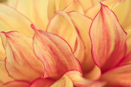 Macro blurry background of soft yellow red petals.の写真素材