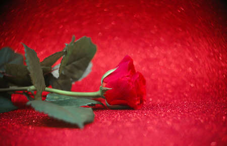 Red rose on a red blured background, copyspaseの写真素材