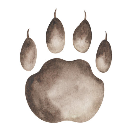 Watercolor illustration hand painted tiger's, bear's, cat's, dog's paw, foot print with claw, trail silhouette isolated on white. Cartoon character clip art element for design postcard, banner, posterの写真素材