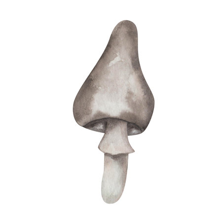 Watercolor illustration of hand painted mushroom of grey color. Edible, inedible fungus. Forest plant. Isolated food clip art for autumn textile prints, postcards, posters, pattern makingの写真素材