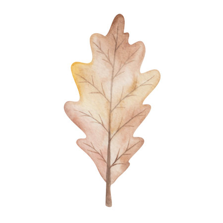 Watercolor illustration hand painted tree dry oak leaf in autumn brown colors with veins isolated on white. Forest foliage clip art elements for fall season fabric textile, design postcards, posterの写真素材