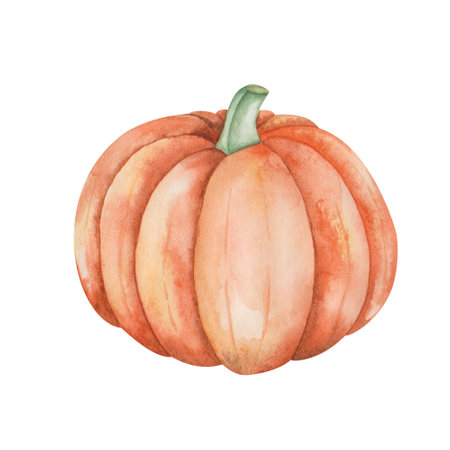 Watercolor illustration of hand painted orange, yellow plump ripe pumpkin. Autumn harvest of vegetables. Isolated on white food harvesting clip art for Thanksgiving postcards, Halloween prints, posterの写真素材