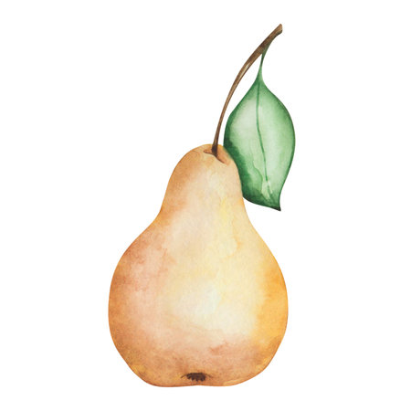Watercolor pear illustration. Hand painted yellow, raw, ripe, whole pear with green leaf. Pear tree, plant. Sweet fruit. Nature element. Isolated food clip artの写真素材
