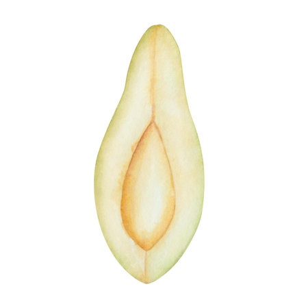 Watercolor avocado illustration. Hand painted cut avocado slice, creamy, raw, ripe with yellow flesh. Upper view. Avocado tree, plant. Fruit, berry. Food element. Isolated nature clip artの写真素材