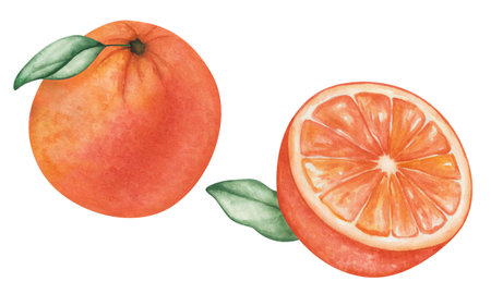 Watercolor set of illustrations. Hand painted oranges, grapefruits, tangerines with leaves. Whole, round, cut in half, sliced orange fruit. Tropical citrus fruit. Fresh juice. Isolated food clip artの写真素材
