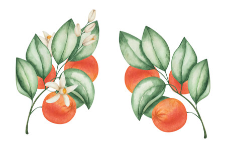 Watercolor set of illustrations. Hand painted oranges, grapefruits, tangerines on branches with green leaves, blooming flowers. Citrus fruits. Watercolor oranges, food. Isolated nature clip artの写真素材