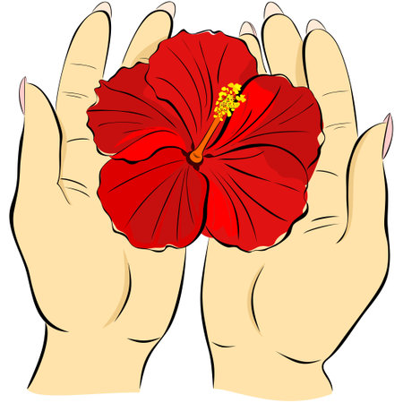 Red hibiscus flower in the hands of a beautiful girl. Hands are holding a red flower. Hibiscusのイラスト素材