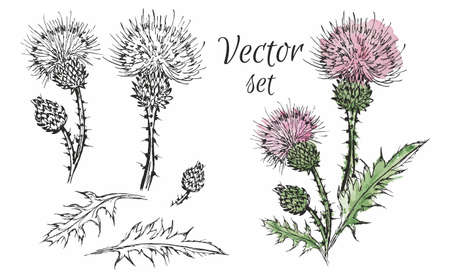 Set of vector illustrations of thistle. Watercolor style, botany, floraのイラスト素材
