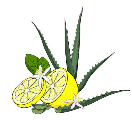 Aloe and lemon for health. Lemon wedges and aloe wedgesのイラスト素材