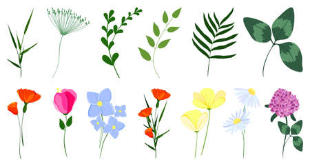 Flowers and leaves. Set of vector illustrations with wild flowersのイラスト素材