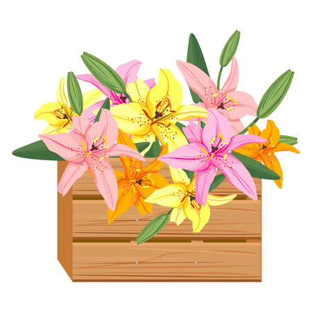 Wooden box with lilies. Vector illustration of lilies in a box.のイラスト素材
