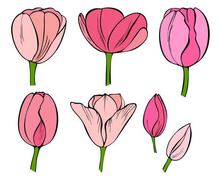 Set of elements from blooming tulips and buds. vector illustration.のイラスト素材
