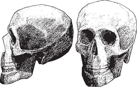 vectorskullheadhumanbonedeathskeletonartのイラスト素材