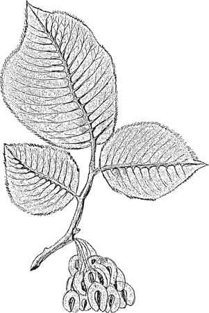 tree 
branch
leaves
 seed
semen
schedule 
drawing 
sketch 
image 
vector 
black
springのイラスト素材