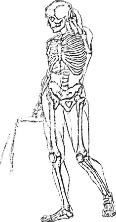 skeleton
Anatomy
Body
Human
Biologyのイラスト素材