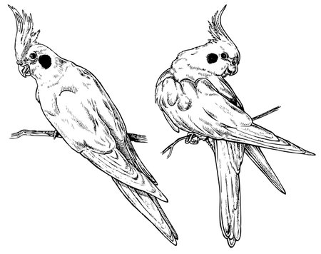 オカメインコの写真 イラスト素材一覧 1 755件 ストックフォトのamanaimages Plus