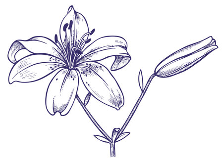 hand drawing with image of open and closed bud lilyのイラスト素材