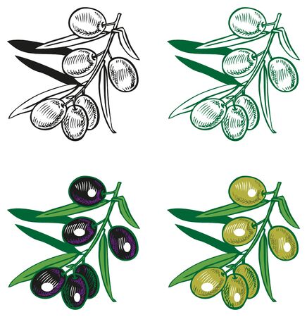 illustration of green and black olives on a white backgroundのイラスト素材