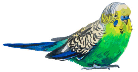 Watercolor illustration on a white background Green wavy parrot bird