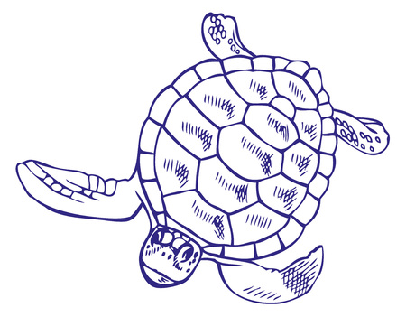 hand drawing on a white background sea turtleのイラスト素材