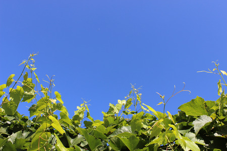 picture of green vine stretches to the blue skyの写真素材