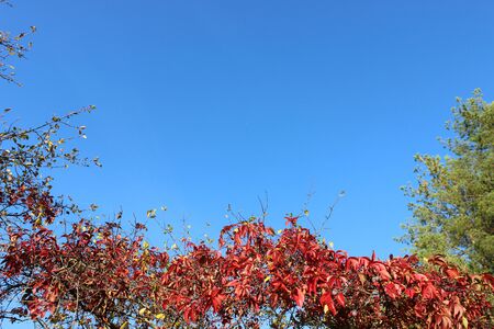 Photo - bright frame with climbing plants on a blue backgroundの写真素材