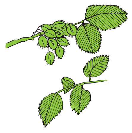 tree branch elm spring green on a white background and seedsのイラスト素材