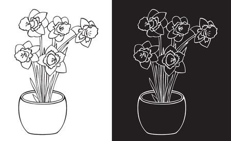 Illustration on white and black background with Narcissus flowers in a pot.のイラスト素材