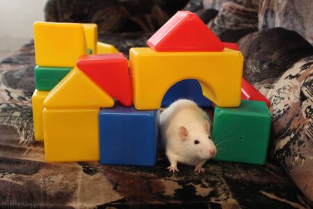 photo of a white rat sitting on a couch surrounded by a toy cubbyの写真素材