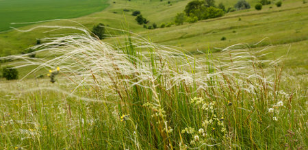 Feather grass bends in a strong wind