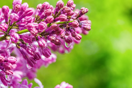 Lilac branch in rain drops on a sunny day on a bright green background close-upの写真素材